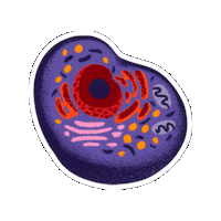 Education Biology Sticker by Sead Ufes