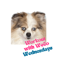 Dog Kari Sticker by Empower Fitness