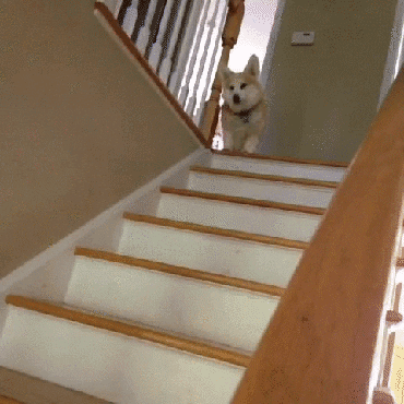 artemshme giphyupload GIF