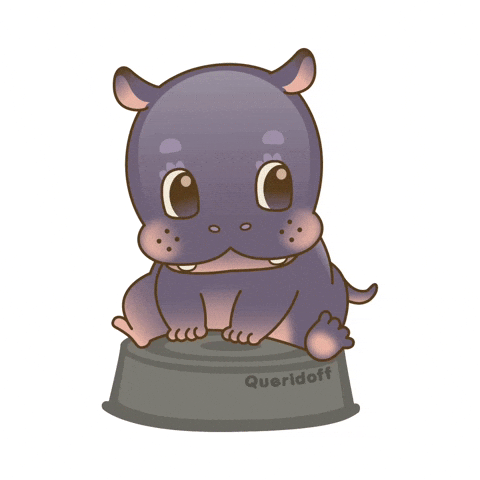 queridoff hippo hippopotamus moodeng queridoff GIF