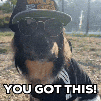 You Got This Cool Dog GIF by The Vanlife Network