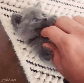 Video gif. Gray kitten lays on its back while a person scratches its belly. When the person takes their hand off of it, the kitten raises both of its paws up neck to its head.
