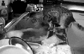 dishes GIF