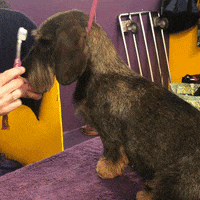 Dog GIF by Westminster Kennel Club