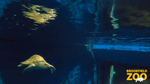 Ocean Swim GIF by Brookfield Zoo