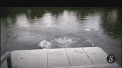GIF by Giffffr