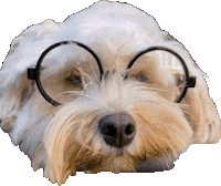 whenninametellie dog puppy tired glasses Sticker