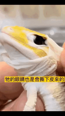 cuteanimalland giphyupload GIF