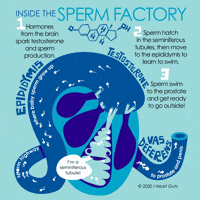 Male Fertility Donation GIF by I Heart Guts