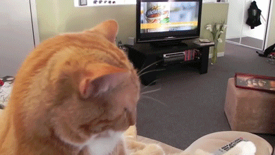Cat Couches GIF