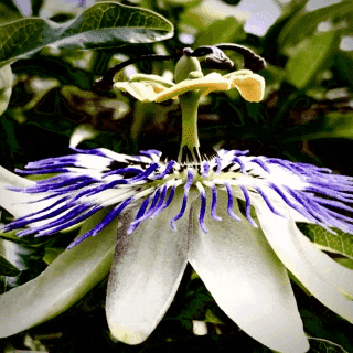 vectanim giphygifmaker giphygifmakermobile flower ufo GIF