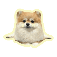 Dog Sticker