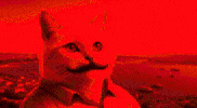To The Moon Cat GIF by vankedisi