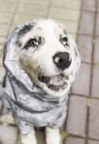 Dog GIF