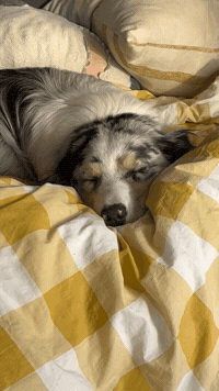 mrplaceofpower smile dogs aussie mem GIF