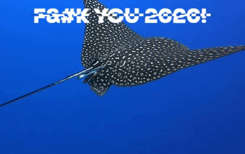 TheDiveBus giphygifmaker covid corona scuba diving GIF