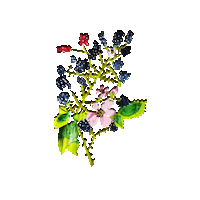 Plant Fruit Sticker by PIC EO