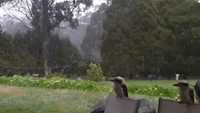 Kookaburras Unfazed by Rare Snow Falling on Victoria's Dandenong Ranges