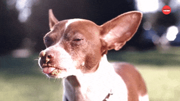 Dogs Vs. Peanut Butter