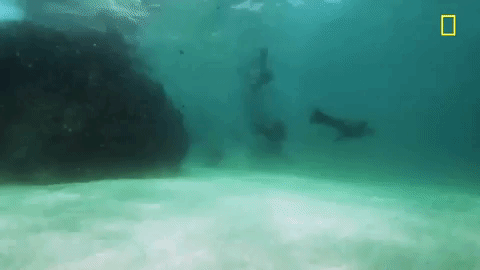 nat geo swimming GIF by National Geographic Channel