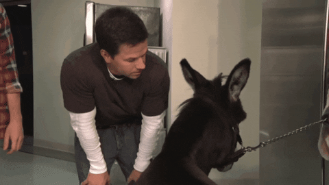 MasterKeyMan giphygifmaker snl donkey mark wahlberg GIF