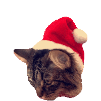 hat STICKER by imoji