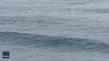 Pod of Dolphins Playfully Swims Near Surfers at Sydney's Bronte Beach