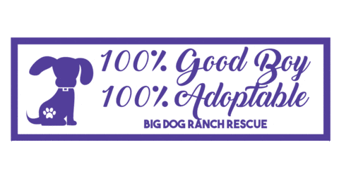 Good Boy Sticker by Big Dog Ranch Rescue