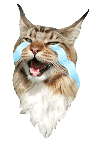 sad cat Sticker