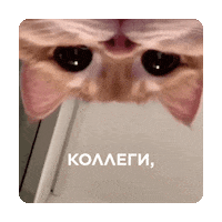 kollegi_digital setters креатив setters education сеттерс Sticker