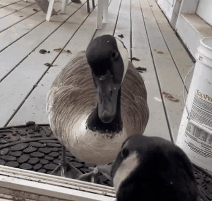 cuteanimalland giphyupload GIF