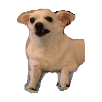 chihuahua STICKER by imoji