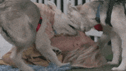 Fun Dogs GIF by Hallmark Channel