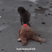 Monkey Punch GIF