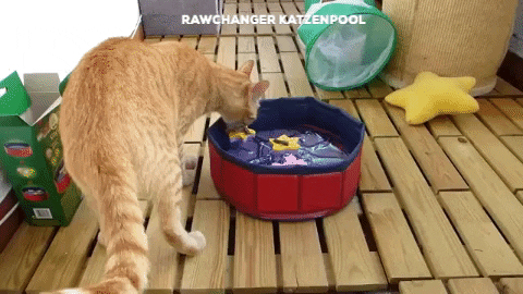 giphygifmaker GIF
