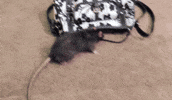 money thief GIF
