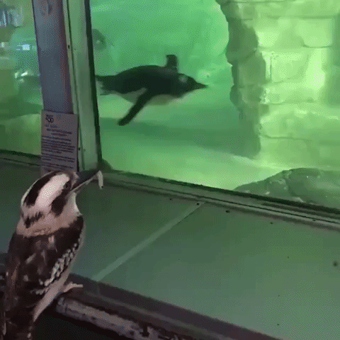 Kookaburra Can't Get Enough of Penguins at Milwaukee County Zoo