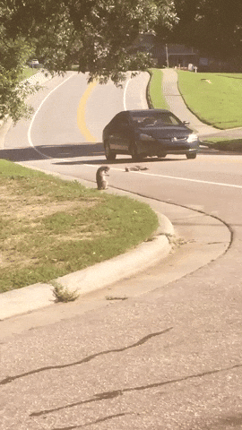 cuteanimalland giphyupload GIF