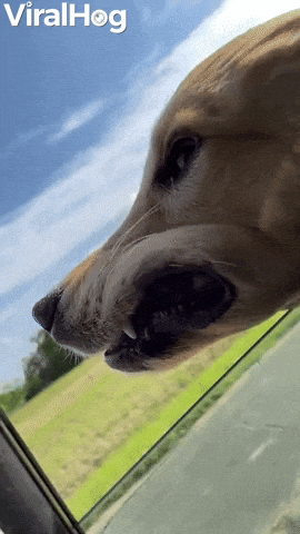 asyaakdogan giphyupload GIF