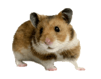 Guinea Pig Love Sticker