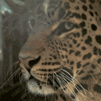 Roar Leopard GIF