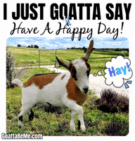 Good Day Pet GIF by Goatta Be Me Goats! Adventures of Java, Toffee, Pumpkin and Cookie!