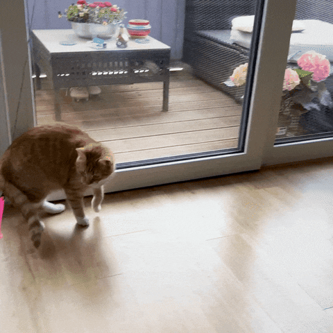 KatzenLiebe giphyupload GIF