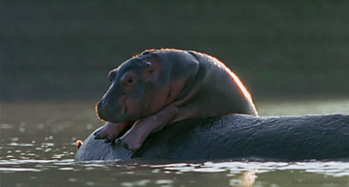 Bbc Natural World Hippo GIF