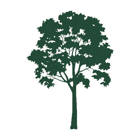 hfsah green tree tre اخضر Sticker