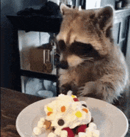 Cake Raccoon GIF