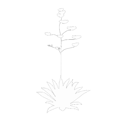 Octaviotequila giphyupload octavio octaviotequila Sticker