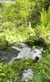 Husky Cools Off in Mountain Stream