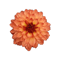 Flower Bloom Sticker by Ball Horticultural Co