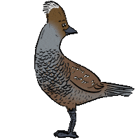 Vogel Quail Sticker